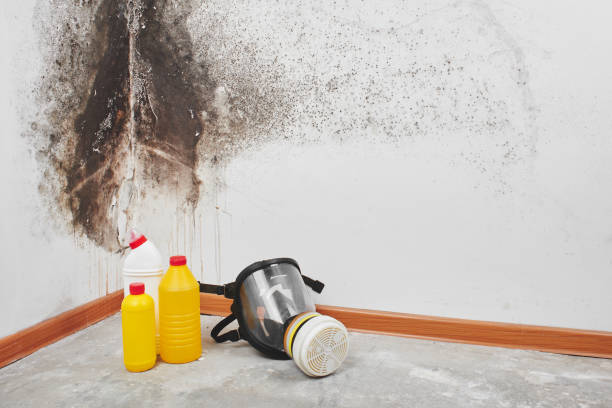 Best Emergency Mold Remediation in New Miami, OH