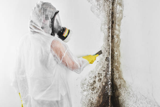 Best Post-Flood Mold Remediation in New Miami, OH