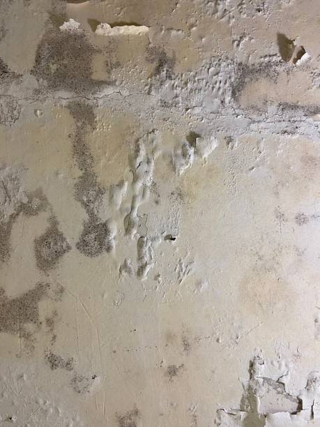 Best Industrial Mold Remediation in New Miami, OH