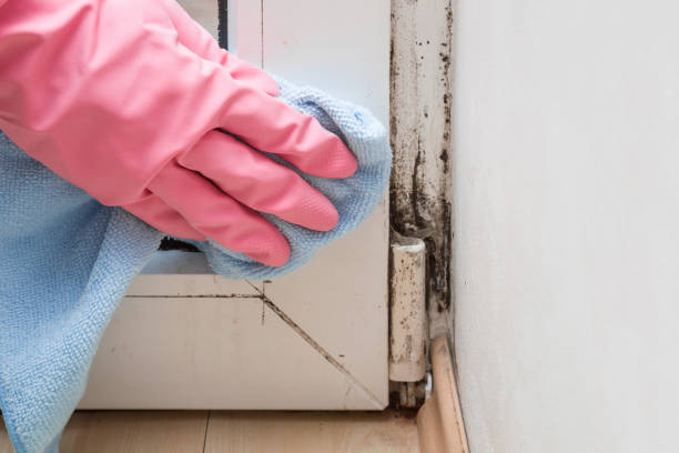 Best DIY Mold Remediation Support Services in New Miami, OH
